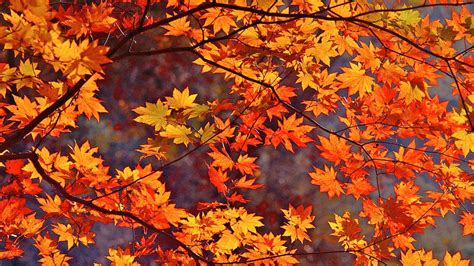 🔥 [69+] Fall Leaf Wallpapers | WallpaperSafari