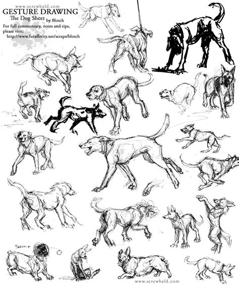 Gesture Drawings Of Animals - Creativeline