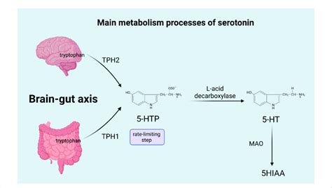 TPH1, tryptophan hydroxylase 1; TPH2, tryptophan hydroxylase 2; 5-HTP ...