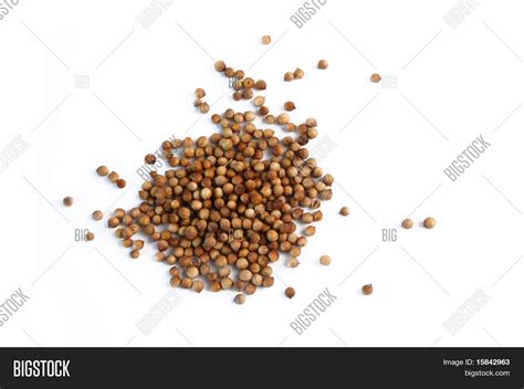 Dried Coriander Fruit Image & Photo (Free Trial) | Bigstock