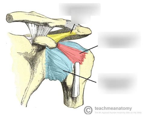 Shoulder Ligaments Diagram | Quizlet