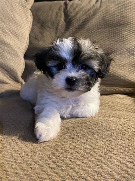 Shih-Poo Puppies For Sale | North Royalton, OH #322224