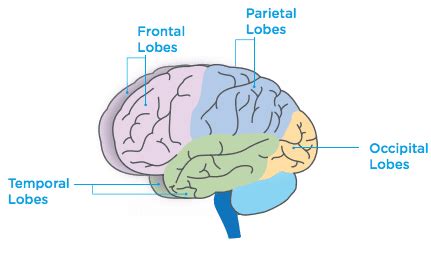 Brain Diagram Lobes