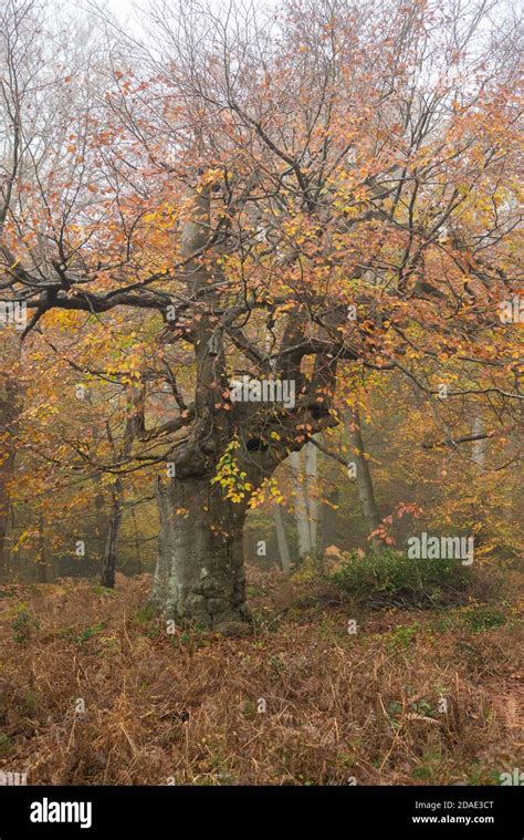 Woodland scene in autumn. England, UK Stock Photo - Alamy