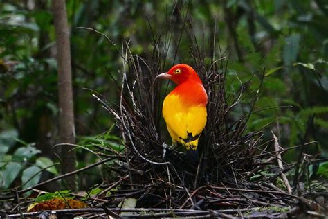 Papua New Guinea Birding Tours - Birdwatching Tours - Birdquest