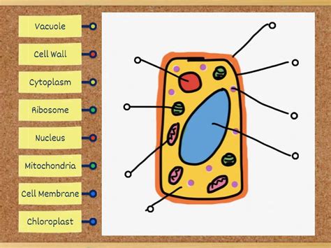 1.1 Plant Cell - Labelled diagram