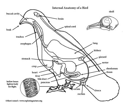 Pigeon Anatomy