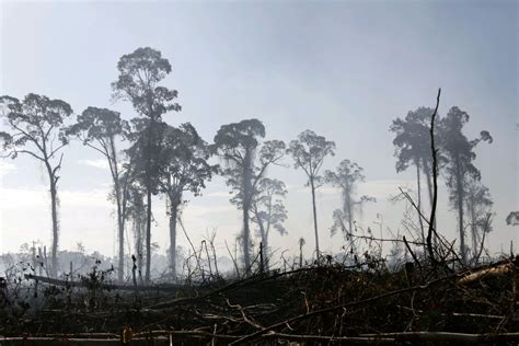 Palm oil is actually not that bad for the environment (anymore) - Vox