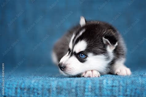 Husky Puppies Wallpaper With Blue Eyes - Infoupdate.org