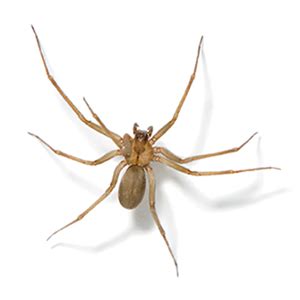 giant house spider bite - Sanjuana Lai