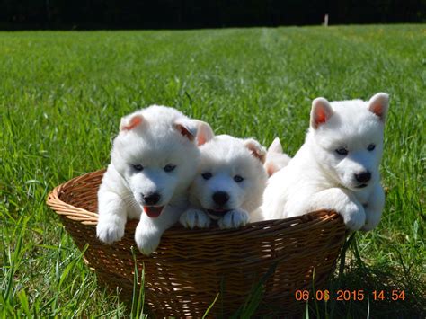 SNOW WOOLY HUSKY - Puppies For Sale