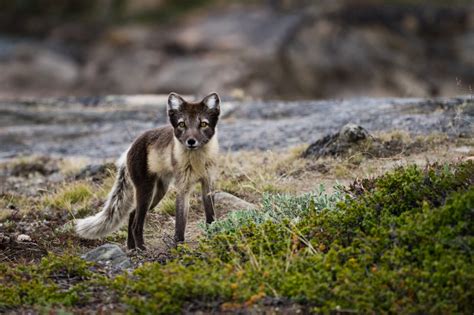 A Guide to Arctic Wildlife Watching - Top Places and Animals to See