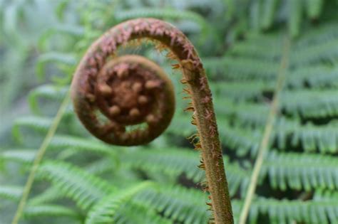 Fern Spiral Pattern - Free photo on Pixabay - Pixabay