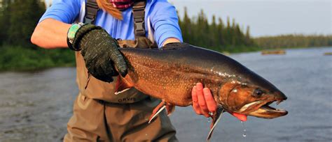 Brook Trout | Sunset Country, Ontario, Canada