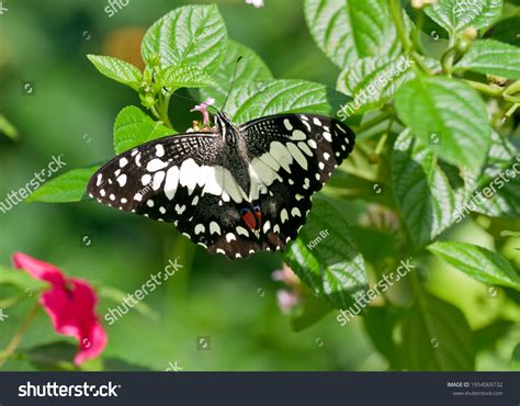 5,464 Malaysia Butterfly Images, Stock Photos & Vectors | Shutterstock