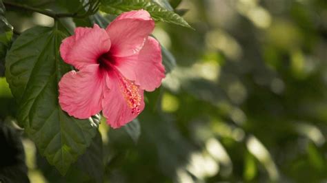 27 Rare Kinds of Hibiscus That Will Take Your Breath Away