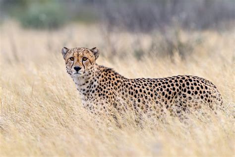 Cheetah guide: how fast can they run and other species facts - Discover ...