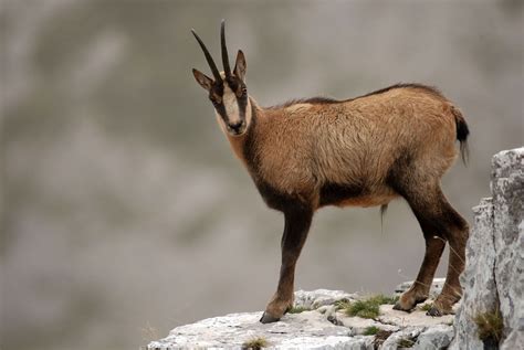 Chamois