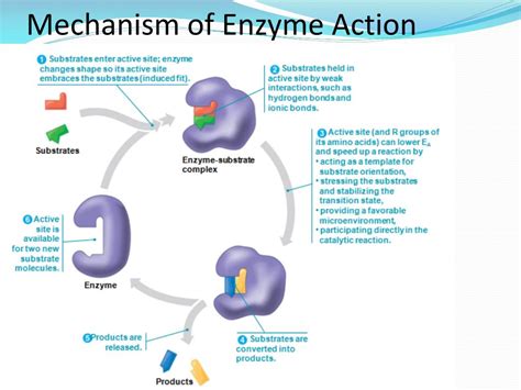 Enzyme Explained at Heather Carlson blog