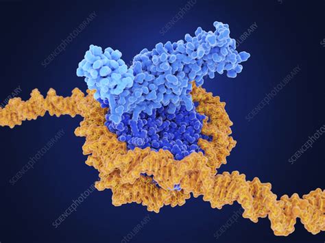 Histone methylation, molecular model - Stock Image - F035/7250 ...