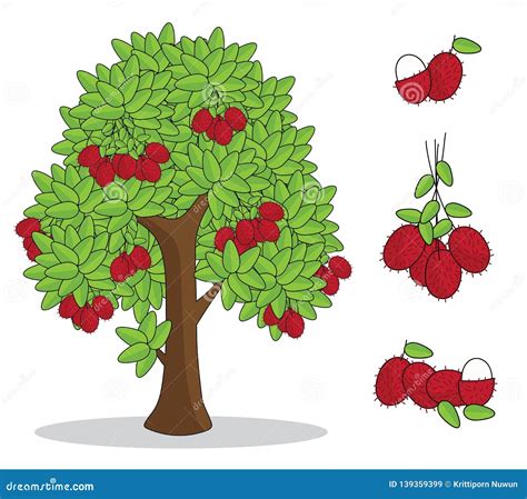 Rambutan Cartoons, Illustrations & Vector Stock Images - 3476 Pictures ...