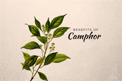 6 Impressive Camphor Uses in Ayurveda – Ayurvedum