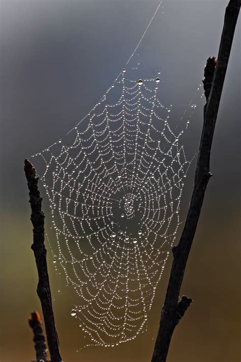 File:Spider web with dew drops.jpg - Wikipedia