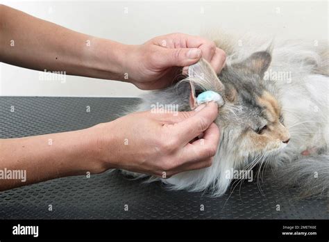 Female Maine Coon. Ears being cleaned Stock Photo - Alamy