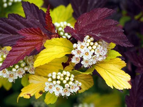 10 Best Shrubs for Full Sun | Shrubs for landscaping, Full sun shrubs ...