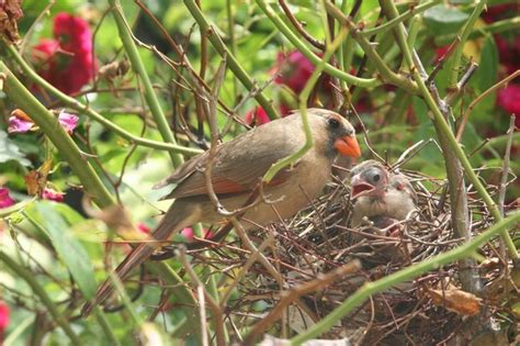 All About a Cardinal Nest and Nesting Habits - Birds and Blooms