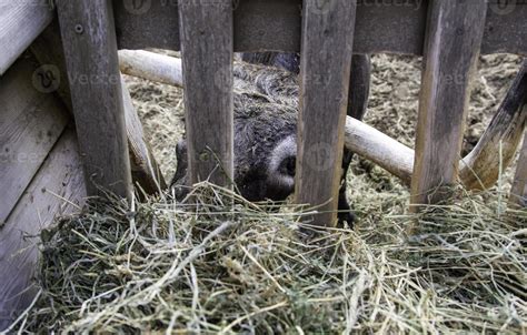 Wild ox on a farm 14882684 Stock Photo at Vecteezy