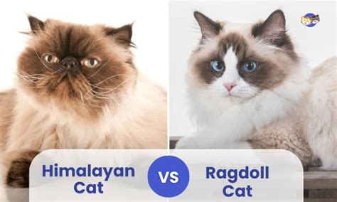 Himalayan Cat vs Ragdoll Cat? - What is the Differences?