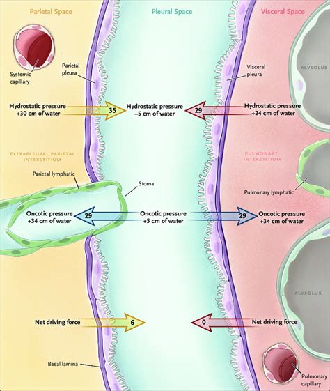 Balance of Forces Regulating Pleural Fluid Formation. The amount of ...