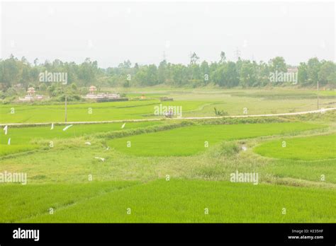 North of vietnam paddy field Stock Photo - Alamy