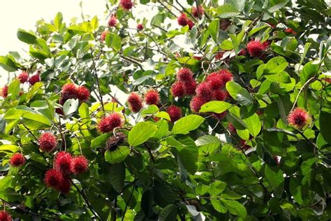 All About Beautiful Bali: Bali - the mysterious Rambutan tree