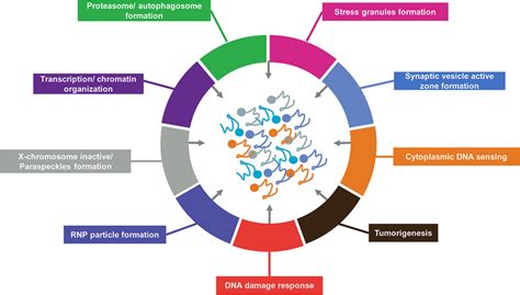 An overview of the biological functions of LLPS-mediated membrane-less ...