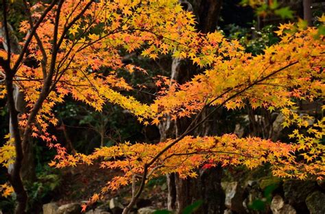 12 Best Places to See Autumn Leaves in Japan | Kyuhoshi