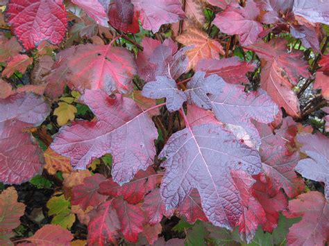 Hydrangea quercifolia fall color (1) | Rotary Botanical Gardens