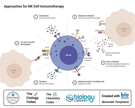 Natural Killer (NK) Cells- Definition, Structure, Immunity, Functions