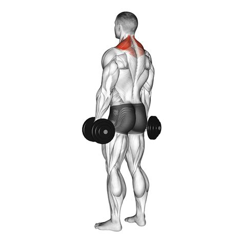 Dumbbell Shrug: Benefits, Muscles Worked, and More - Inspire US