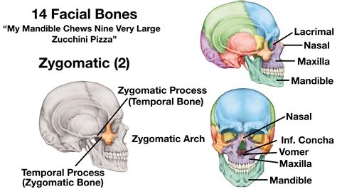 Facial Bones of the Skull Mnemonic: Anatomy and Labeled Diagram — EZmed