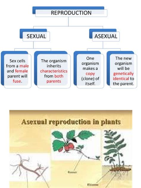 Reproduction in plants | PDF