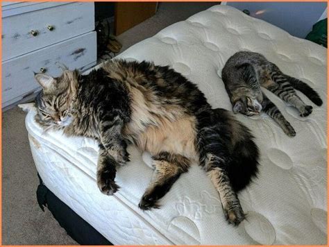 27+ Maine Coon Size Comparison To Normal Cat - Furry Kittens