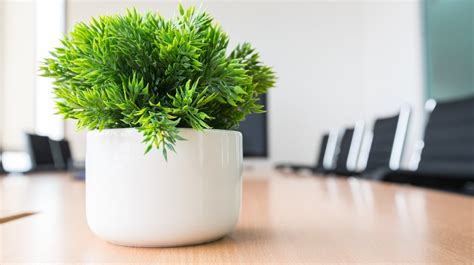 30 Office Desk Plants to Brighten your Small Business