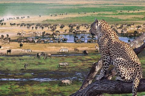 Safari To Serengeti National Park | Eden tours and travel