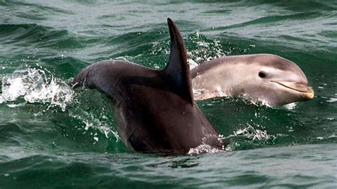 Four Swimmers Injured in Dolphins Attacks Off Japan’s Suishohama Beach