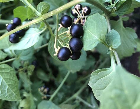 Spotting toxic nightshade, helping hydrangeas, saving seeds: Ask an ...