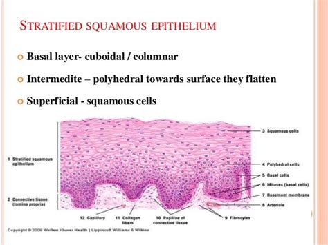 Stratified Squamous Epithelium Diagram Into The Roots: Strat