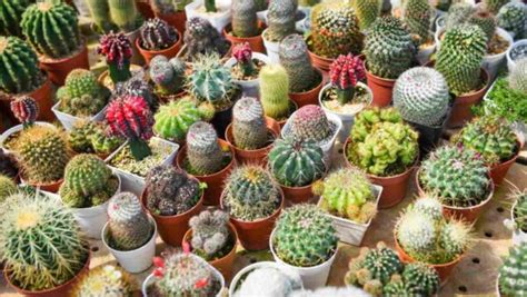 33 Best Popular Types of Cactus You Can Grow at Home