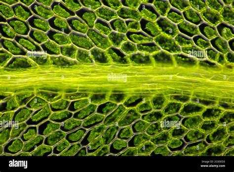 Single Plant Cell Under Microscope